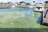 Low-Res_Algae_sample