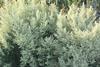 800px-Artemisia_afra_-_Wildeals_-_medicinal_plants_of_Cape_Town_2
