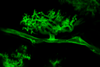 Arbuscule