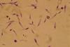 Leishmania_major_promastigotes