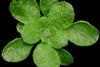 Arabidopsis_thaliana_rosette