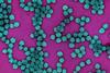 Colorized electron micrograph of HPV virus particles (teal) harvested and purified from cell culture supernatant.