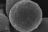 Sutterella_megalosphaeroides