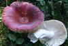 799px-Russula_vinosa