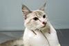 Cat sporotrichosis