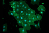 Low-Res_Cell image resized for newsroom
