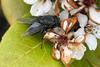 Low-Res_blowfly photo (1)
