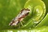Asian_Citrus_Psyllid_adult_(detail)