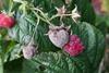 Botrytis cinerea mold on raspberries