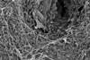 Blokesch lab SEM2