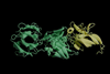 Protein-antibody interaction of H5N1 virus