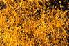Low-Res_250722_LeibnizHKI_CandidaAlbicans_Albumin