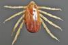 Rhipicephalus-microplus-ixodid-female-male