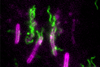 Flagellar Toxicity image