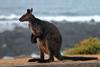 960px-Wallaby_(24385890295)