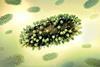 Human_Respiratory_Syncytial_Virus_(RSV)_-_52870645474