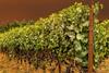 Vineyard_and_smoke_-_Flickr_-_docoverachiever