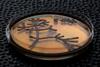 Low-Res_Yeast1