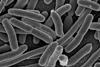 E. coli Bacteria