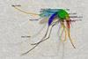 Low-Res_Mosquito anatomy