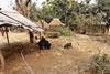 Low-Res_Pigs Bangladesh 1 Credit International Centre for Diarrhoeal Disease Research