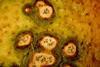 Citrus_Black_Spot