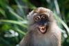 Macaca_fascicularis_in_Tarutao_National_Marine_Park