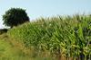 Zea mays