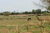 Low-Res_Banfora_Malaria Endemic Areas (1)