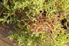 Salicornia brachiata plant
