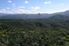 800px-Oil_palm_plantation_in_Cigudeg-05