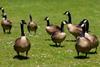 geese-3486627_1280
