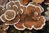Trametes_versicolor_103224053