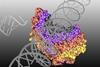 Hhelicases_unwinding_DNA