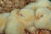 Chicks_20220515_122537