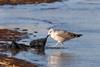 seagull-8318516_1280 copy