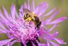 bee-7295252_1280