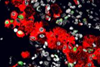 Low-Res_macrophages-sm