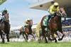 thoroughbred-4084308_1280