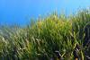 Posidonia_oceanica_(L)