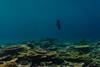 Low-Res_AIMS000009307