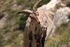 Bharal_in_the_Wild