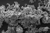 Scanning_electronic_micrograph_of_Akkermansia_muciniphila (2)