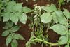 Low-Res_Amilcar Sanchez - wilted potato.jpg