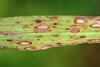 Cochliobolus_miyabeanus