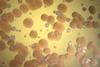 Low-Res_Pradeep Singh Micrograph 3