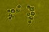 Pichia_pastoris_(Zhang_2017) (1)