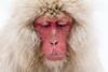 Macaca_fuscata_meditation