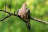 Mourning_dove_perched_(61179)