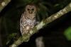 Coruja-listrada_(Strix_hylophila)_no_Parque_Estadual_Intervales